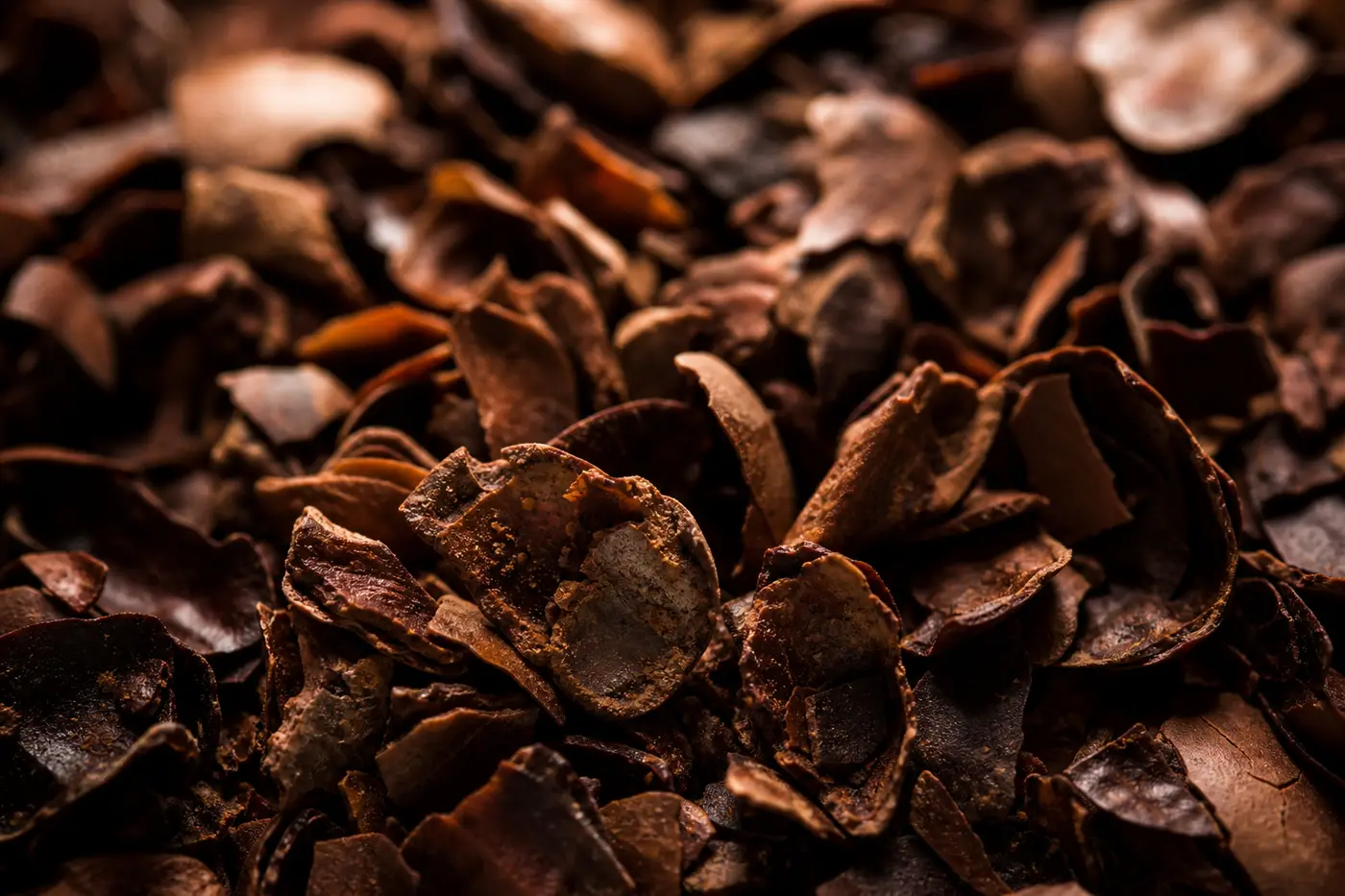 Macro de cosses de cacao légèrement torréfiées, texture mate et cassante, brun presque noir à beige.